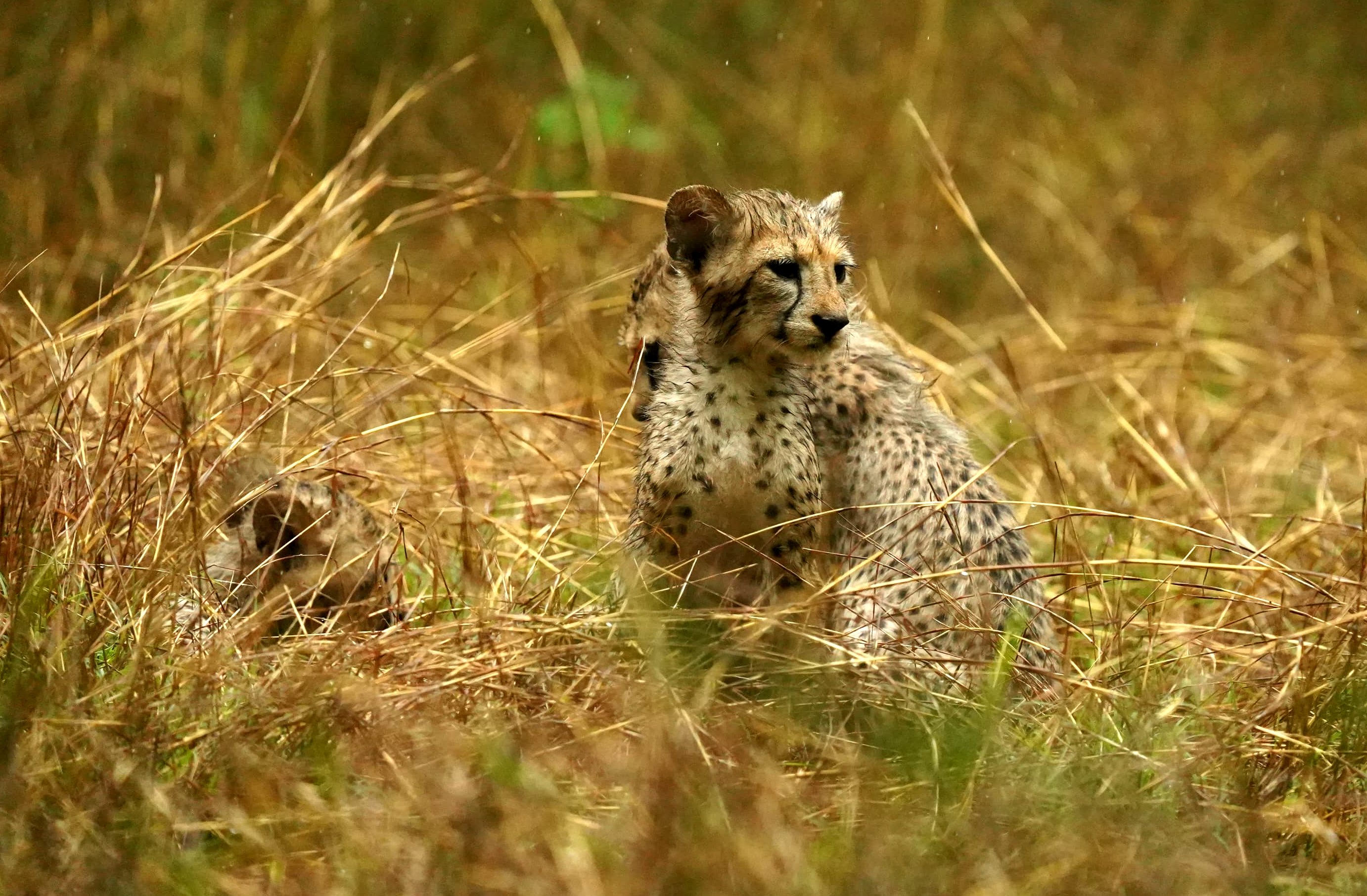 Union and State Governments Script Wildlife Conservation History